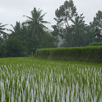 Photo de Bali - Balade, Garuda et spectacle